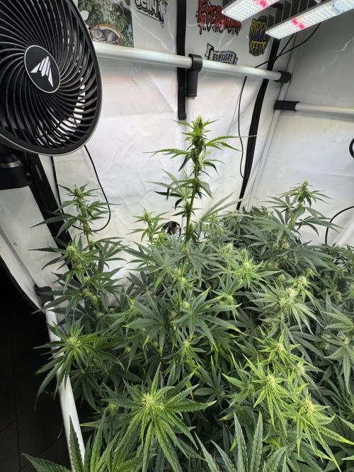 Frühlingsgrow 2026. Week 6