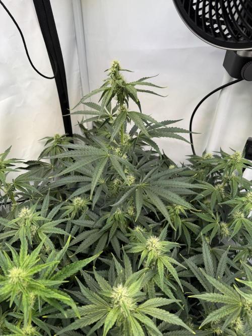 Frühlingsgrow 2026. Week 6