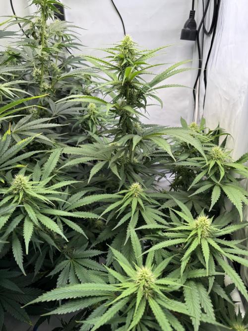 Frühlingsgrow 2026. Week 6
