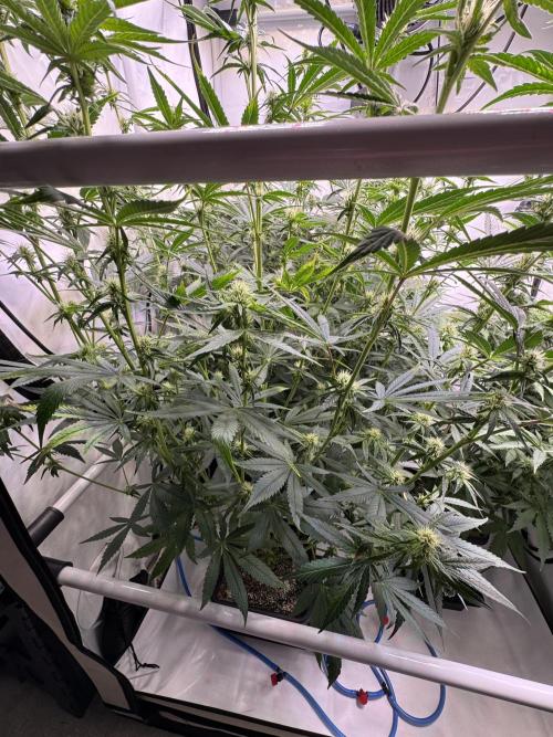 Frühlingsgrow 2026. Week 6