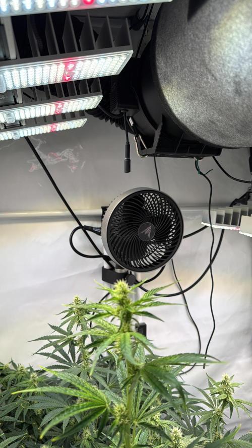 Frühlingsgrow 2026. Week 6 - Nicht mehr viel Platz 😬