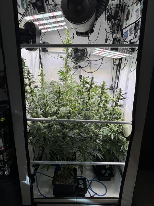 Frühlingsgrow 2026. Week 7