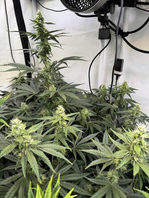Frühlingsgrow 2026. Week 7