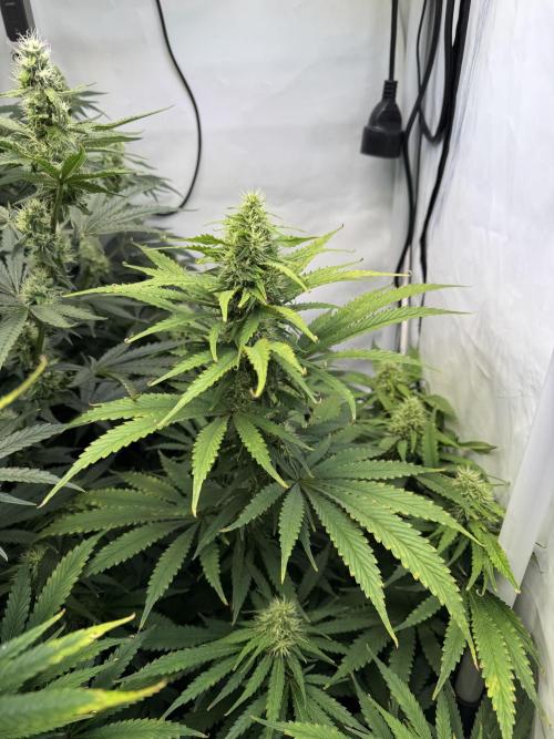 Frühlingsgrow 2026. Week 7