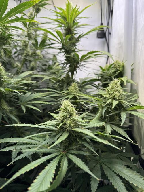 Frühlingsgrow 2026. Week 7