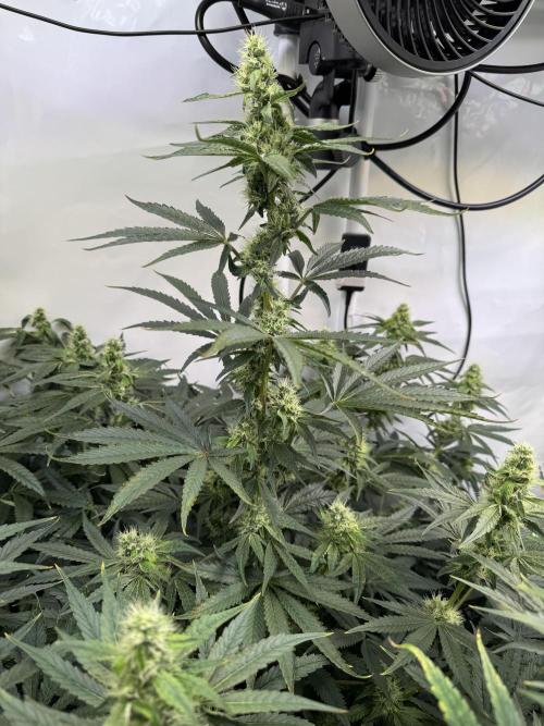 Frühlingsgrow 2026. Week 7