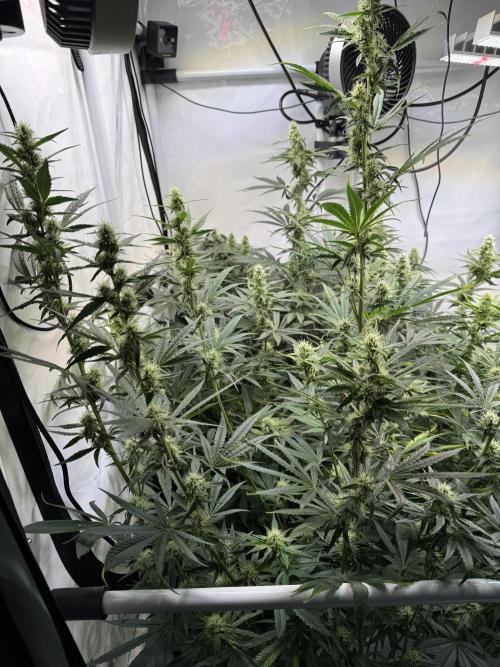 Frühlingsgrow 2026. Week 7
