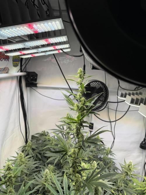 Frühlingsgrow 2026. Week 7 - Nicht mehr so viel Platz