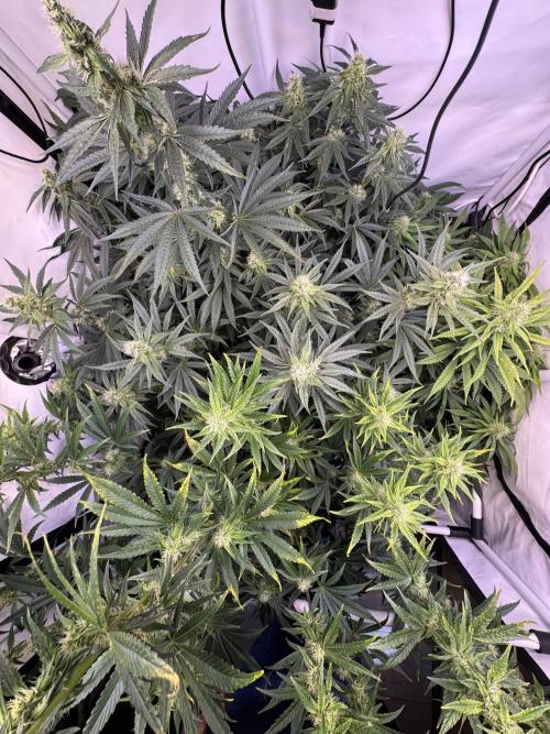 Frühlingsgrow 2026. Week 7