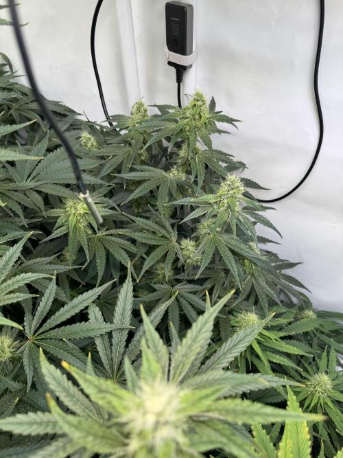 Frühlingsgrow 2026. Week 7