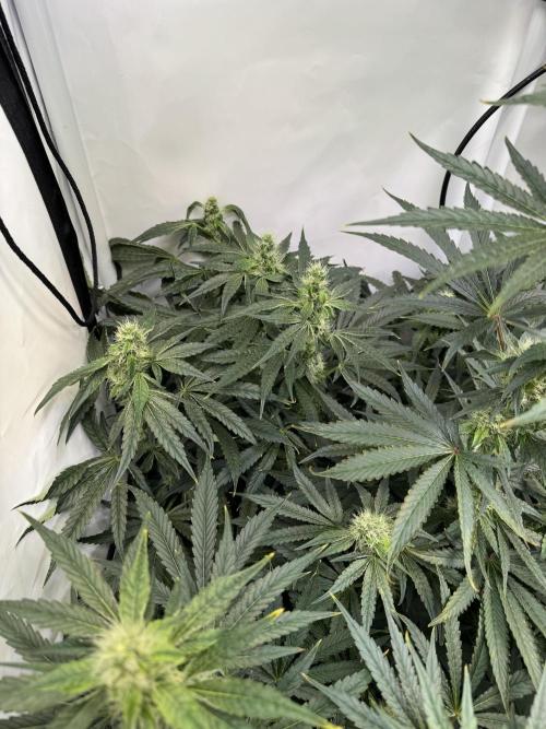 Frühlingsgrow 2026. Week 7