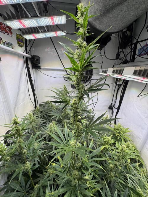 Frühlingsgrow 2026. Week 7