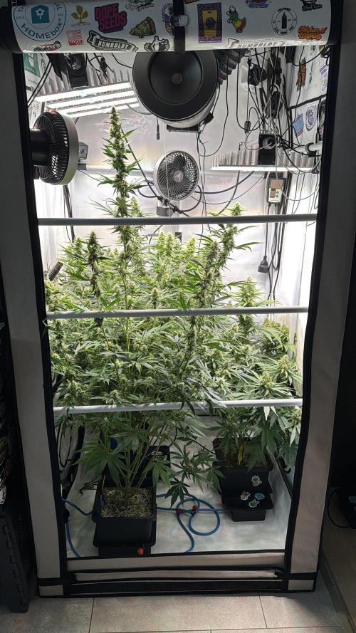 Frühlingsgrow 2026. Week 8
