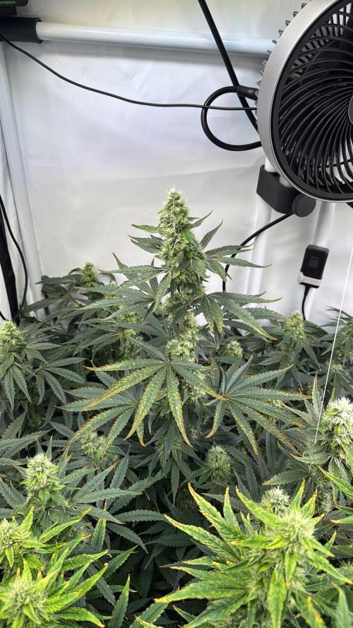 Frühlingsgrow 2026. Week 8