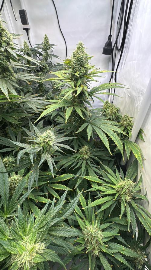Frühlingsgrow 2026. Week 8