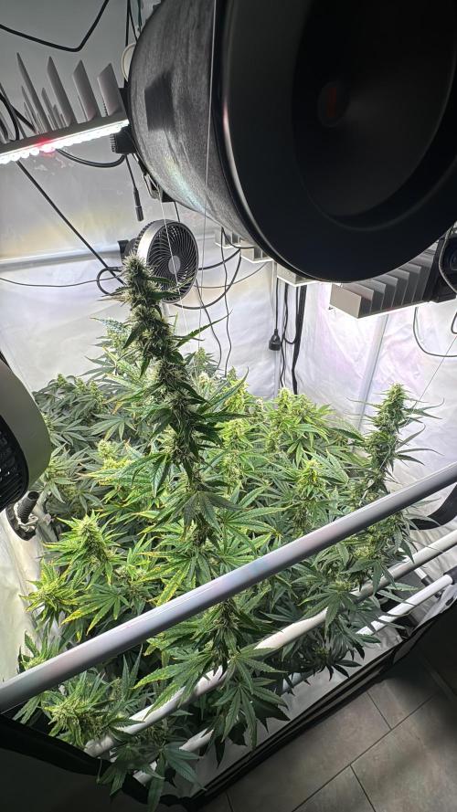 Frühlingsgrow 2026. Week 8