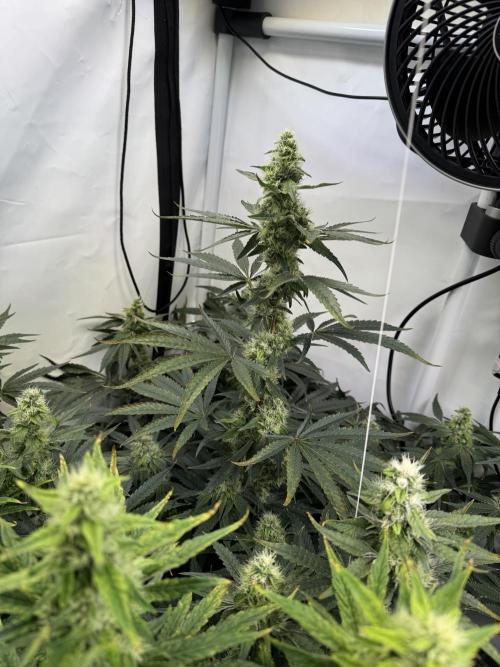 Frühlingsgrow 2026. Week 8