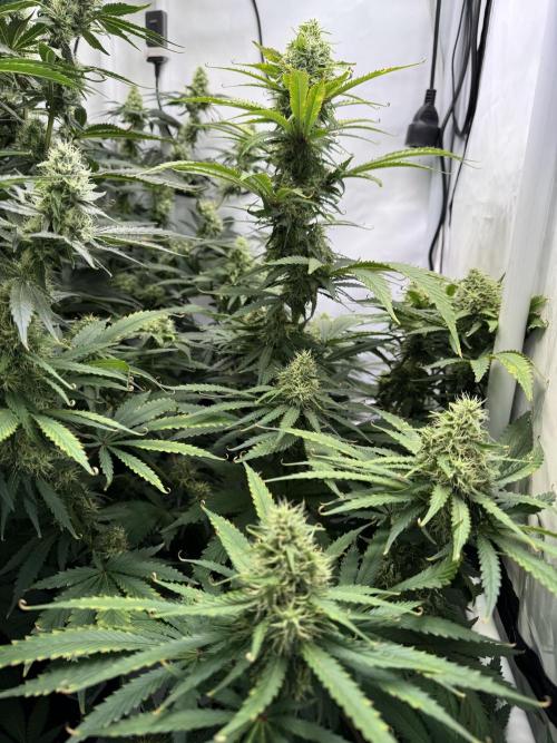 Frühlingsgrow 2026. Week 8