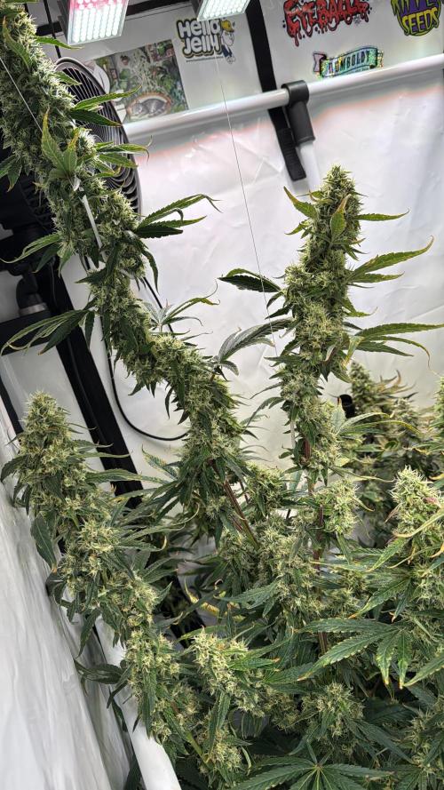 Frühlingsgrow 2026. Week 9