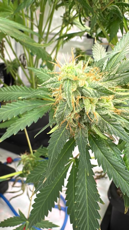 Frühlingsgrow 2026. Week 9