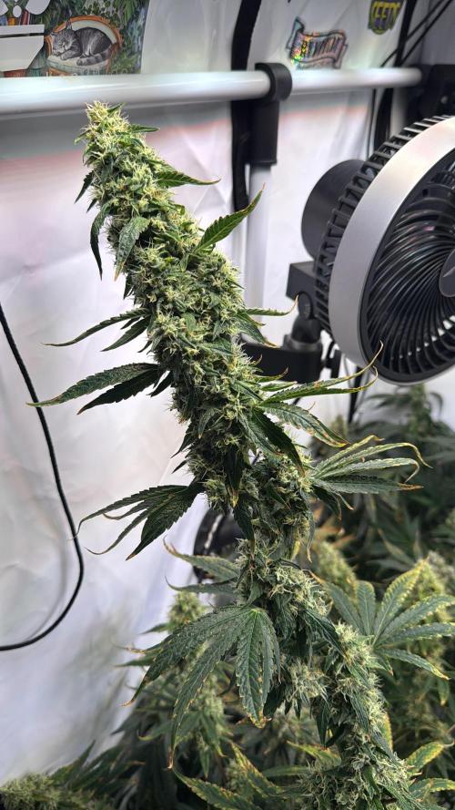 Frühlingsgrow 2026. Week 9