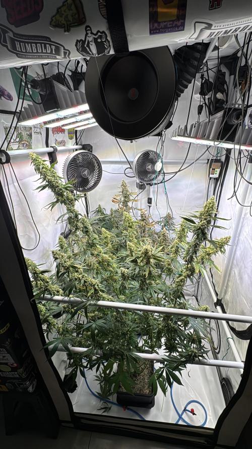 Frühlingsgrow 2026. Week 9