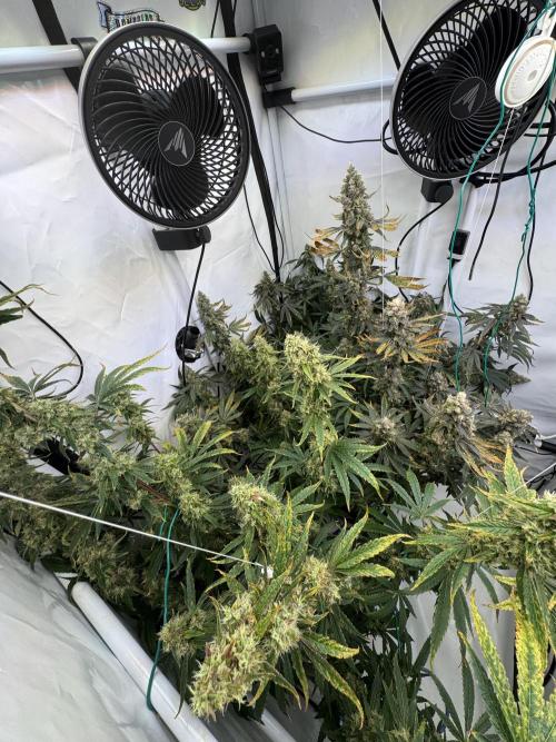 Frühlingsgrow 2026. Week 10