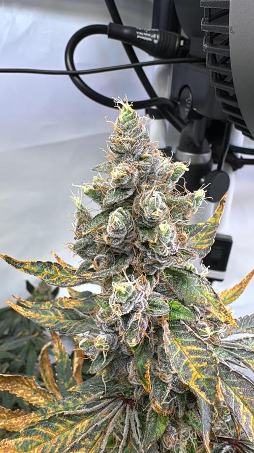 Frühlingsgrow 2026. Week 10