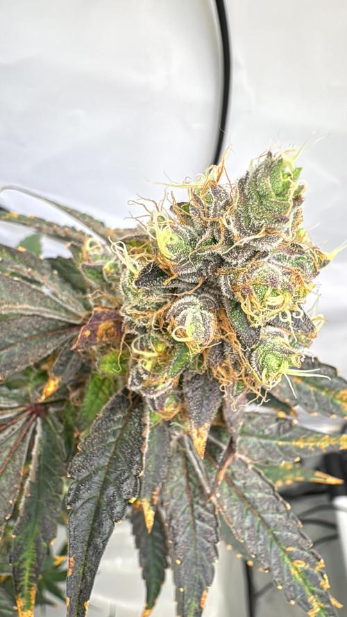 Frühlingsgrow 2026. Week 10