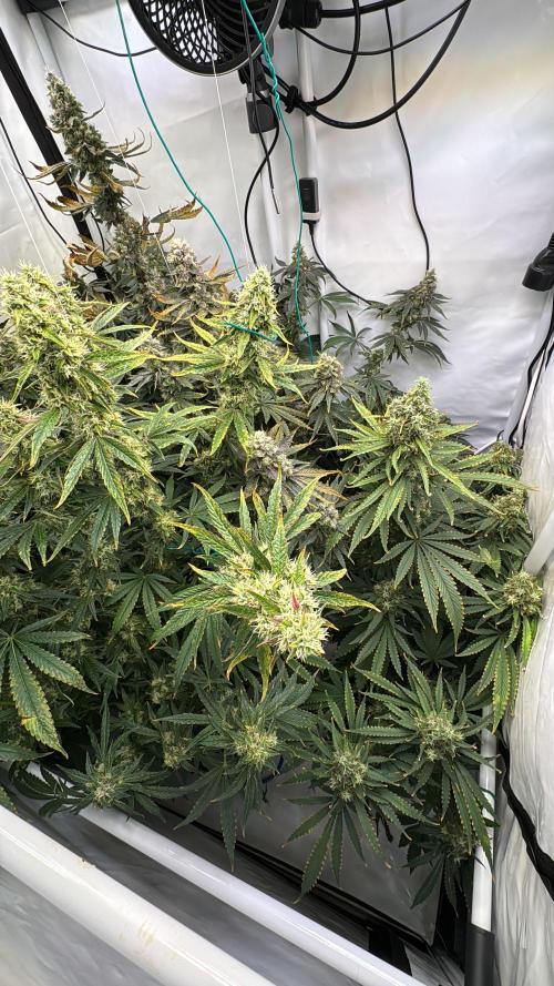 Frühlingsgrow 2026. Week 10