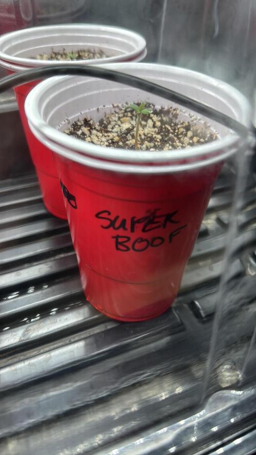 Sommergrow 2026. Week 0