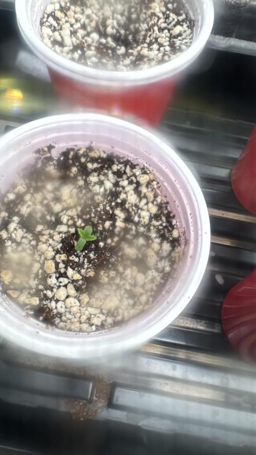 Sommergrow 2026. Week 0