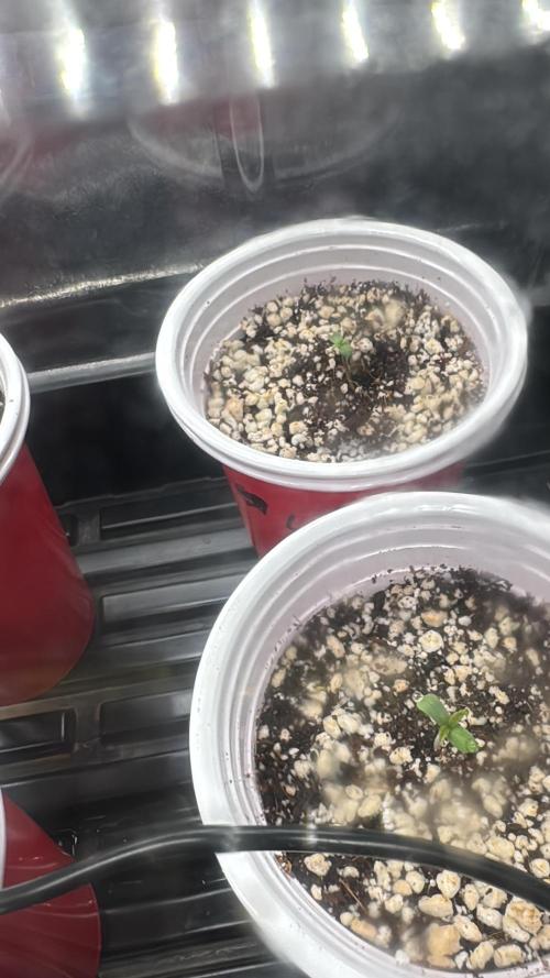 Sommergrow 2026. Week 0