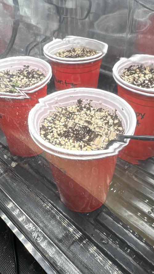 Sommergrow 2026. Week 0