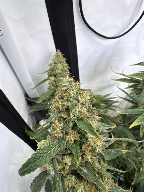 Frühlingsgrow 2026. Week 11