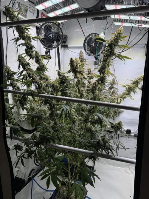 Frühlingsgrow 2026. Week 11