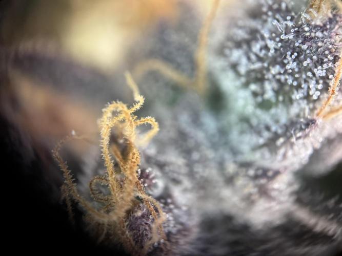 Frühlingsgrow 2026. Week 11