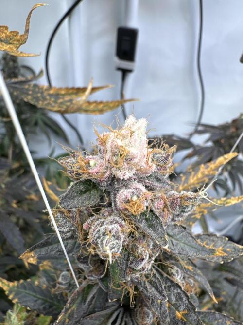 Frühlingsgrow 2026. Week 11