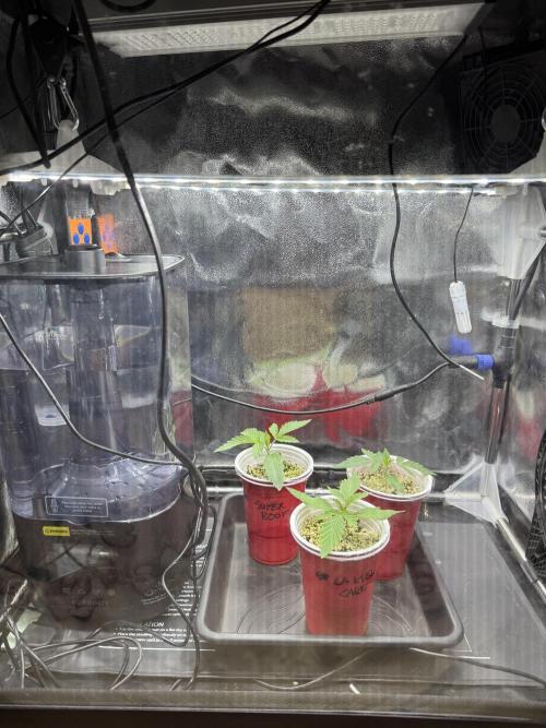 Sommergrow 2026. Week 2