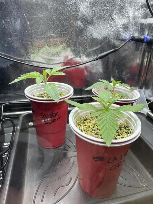 Sommergrow 2026. Week 2