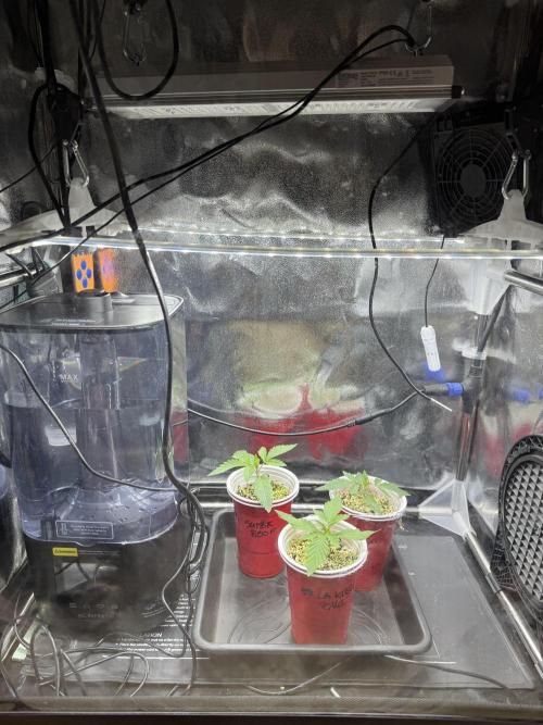 Sommergrow 2026. Week 2
