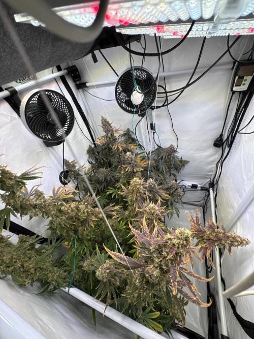 Frühlingsgrow 2026. Week 12