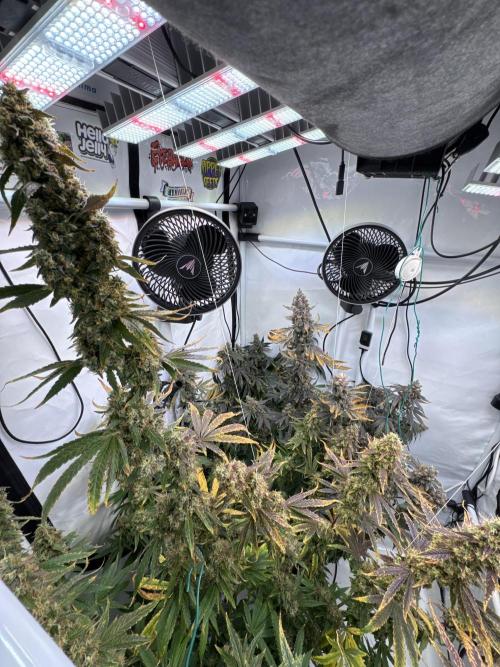 Frühlingsgrow 2026. Week 12