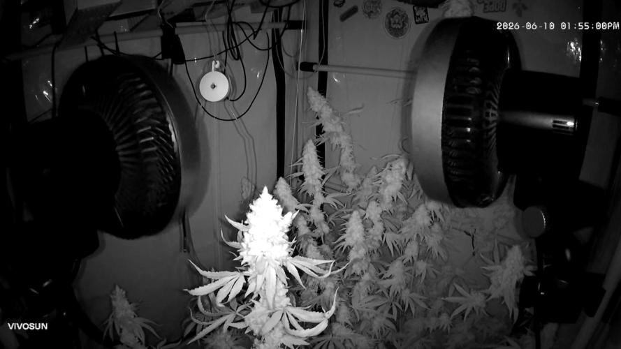 Frühlingsgrow 2026. Week 12