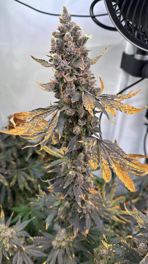 Frühlingsgrow 2026. Week 12