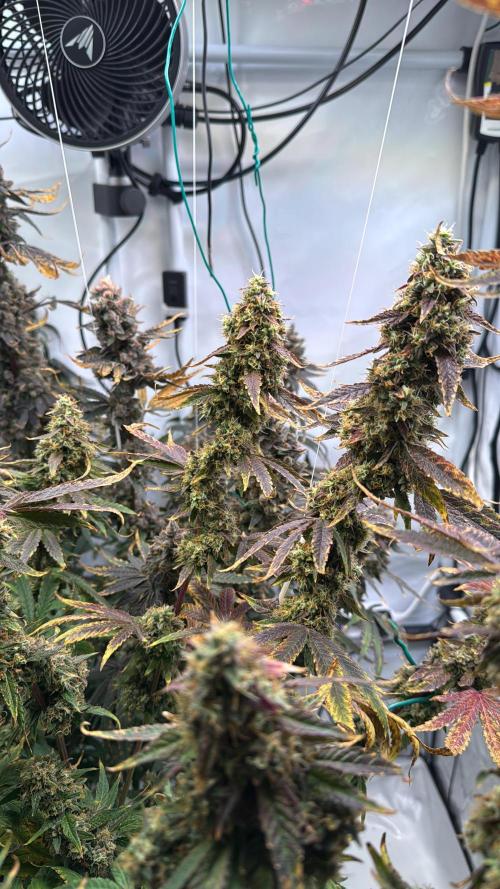 Frühlingsgrow 2026. Week 12