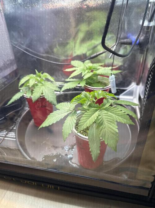 Sommergrow 2026. Week 3