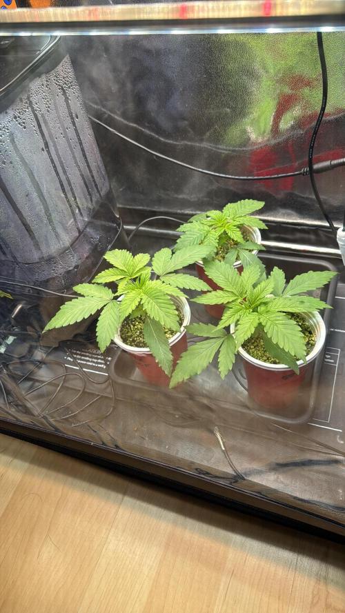 Sommergrow 2026. Week 3