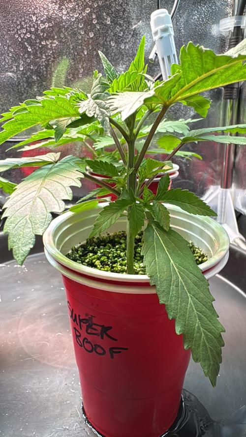 Sommergrow 2026. Week 3
