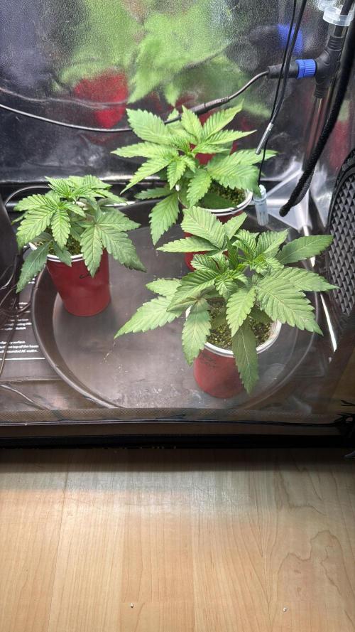 Sommergrow 2026. Week 3